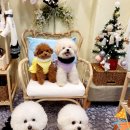 안젤라펫 이미지