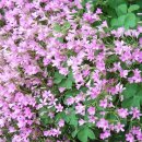 동막농장 이미지