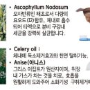 덴탈왕 이미지