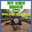 제주 표선 가볼만한곳 보롬왓 메밀축제 강아지 동반가능
