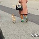 강아지대학로 이미지