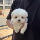 골든리트리버 분양, 저도 이렇게 시작했어요