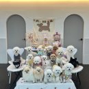 댕스히얼 이미지