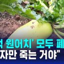 배춧값 왜 못잡나 했더니…'273억 원어치' 모두 폐기 / SBS 8뉴스 이미지