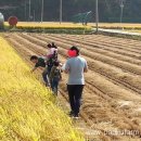 파파스팜 이미지