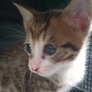 대전본동물병원 이미지