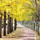 마로니에길 이미지