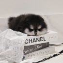 버디독 강아지분양 안심분양센터 서울 영등포점 | 도당동강아지분양 포메라니안분양가격