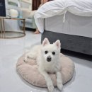 감포인 | 경주 감포 애견동반 숙소 가성비 오션뷰 이오스풀빌라 D302 내돈내산 후기