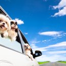 참누리 동물병원 이미지