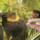 바나나사자 이미지