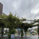 동화울 수변공원 | 대전 현대아울렛에서 핑크뮬리 구경한 후기 🌸