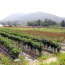 김유정 5월에 산골 이미지