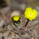 좌구산자연휴양림 이미지