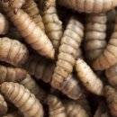 설국농장 이미지