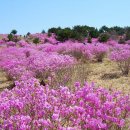 2019년 4월 14일 마산 무학산(산림청100)진달래 산행-어시장 경유 이미지