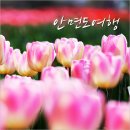 명성철쭉원 | 태안 튤립축제 꽃세상~ 안면도 여행코스