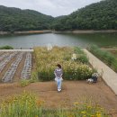경주 바실라 Cafe 흐린 날도 빛나는 해바라기 정원 카페 후기