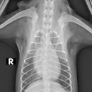 워너비 동물병원 이미지