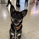 마마스 김밥카페 | 부모님과 10월말 미국 샌프란시스코 3박4일 여행코스 및 비용 기록