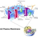 cell plasma membrane image 이미지