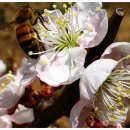 매화꽃민박 이미지