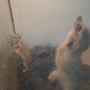 서울시 야생동물센터 | [홍대 동물 카페] 귀여움 한도 초과! 너구리부터 아기 미어캣까지 만날 수 있는 '쥬민센터' 솔직 후기