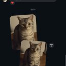캣초딩고양이분양 네이버블로그