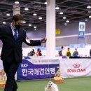 추건우애견미용학원