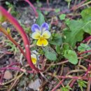 브니엘하우스 이미지