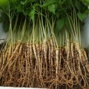 삼싹농장 이미지