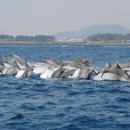 대정1리 이미지