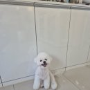 토비애견미용 네이버블로그