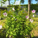 강당말공원 이미지