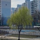 당현천 근린공원(동일로 1328-1) 버스정류장 | 2025 서울 노원구 당현천과 중랑 장미공원 벚꽃 현황