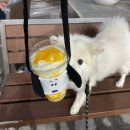모모네국수집 | 한국일상 - 모모 뉴하우스 입주, 임산부 갑작스런 배 통증, 사전투표, 모모 미용, 대만 세금 신고