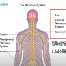 자율신경에 도움되는 단월드 뇌파진동 효과원리 이미지