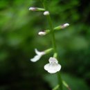 개미가 미끄럼 지치는 작은 하얀 꽃..파리풀 이미지