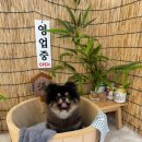 용인종합운동장(주차장입구쪽) | 용인 애견 카페 내돈내산 깔끔한 실내 및 야외 운동장 있는 안녕마루