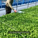 중앙종묘농약사 이미지