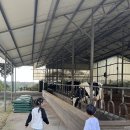 상몽농장2 | 당진 아이랑 가볼만한곳 아그로랜드 태신목장 핑크뮬리 농장체험