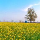 안성팜랜드 푸드트럭 이미지