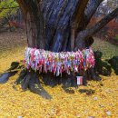 보석사   은행나무 이미지