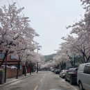 [소풍] 벚꽃길 따라 필동~남산 둘레길