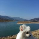 백리벚꽃길 이미지