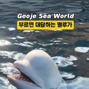벨루가