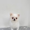 블루밍독 이미지