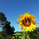 태평농장 이미지