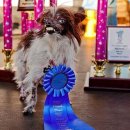 Two-Year-Old Peanut Crowned 'World's Ugliest Dog' 이미지