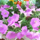 민들레 김밥 이미지